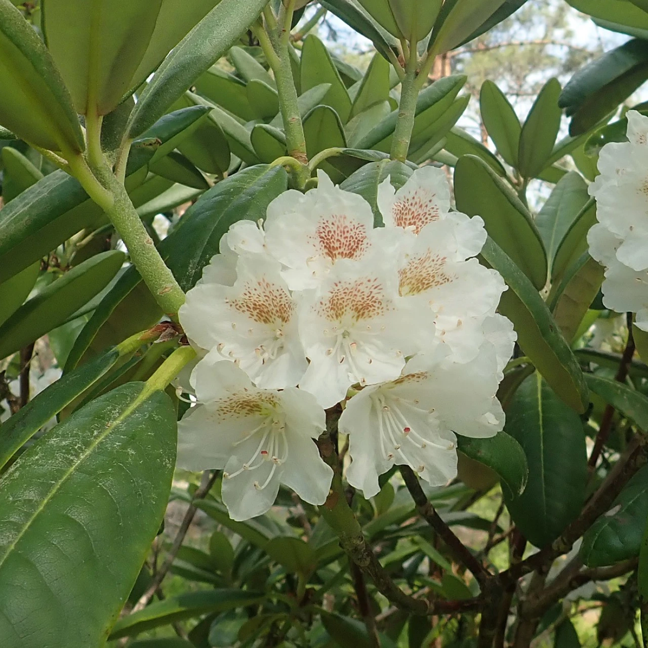 R. brachycarpum ssp. brachycarpum Tigerstedtii Group